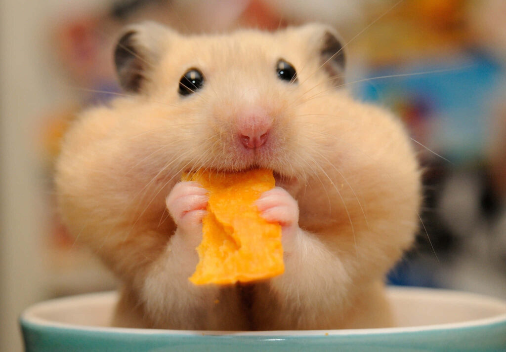 Adorable Mouse with Puffy Cheeks Enjoying Crunchy Chip - Wallpaper