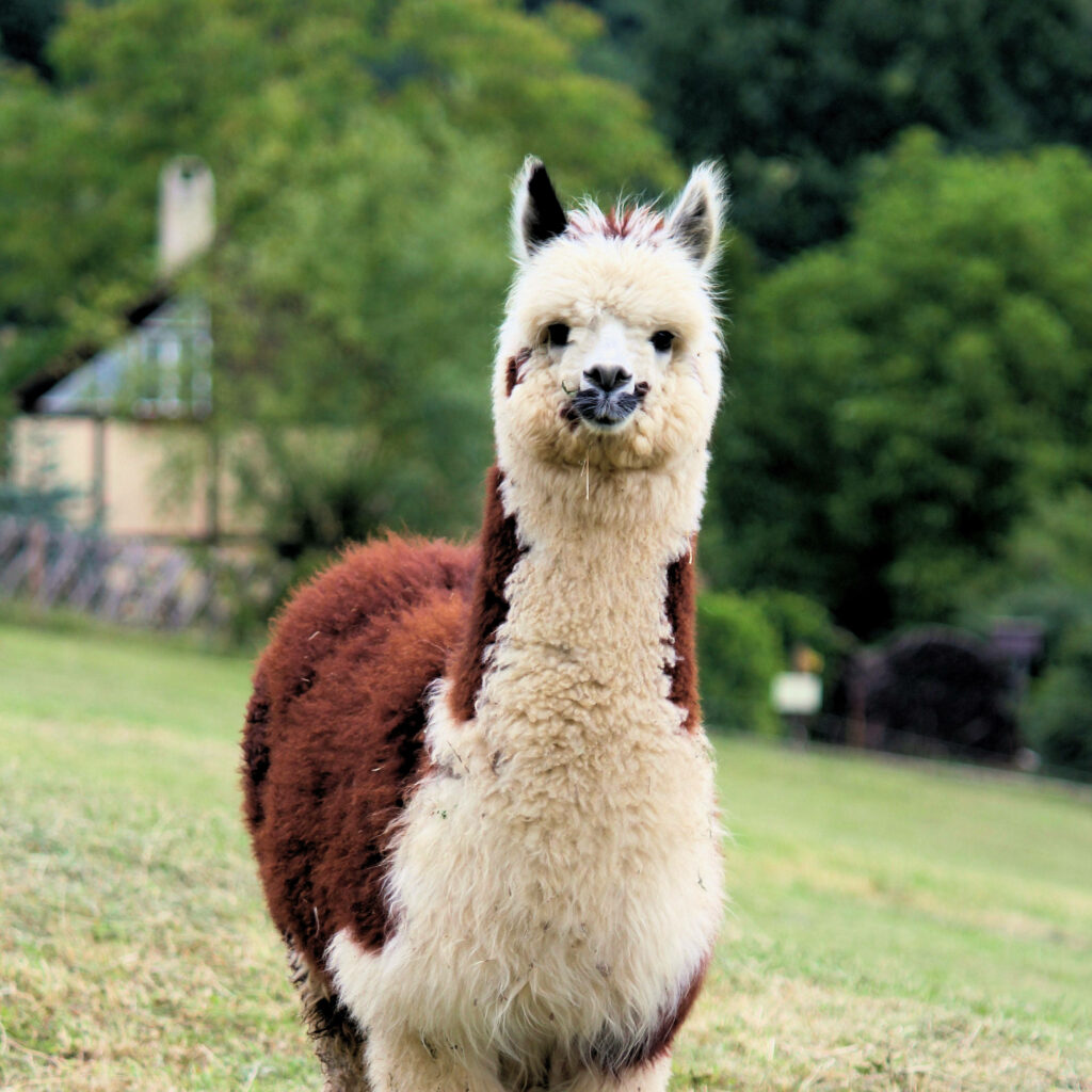 Adorable Multicolored Llama on Green Grass - Charming Wallpaper