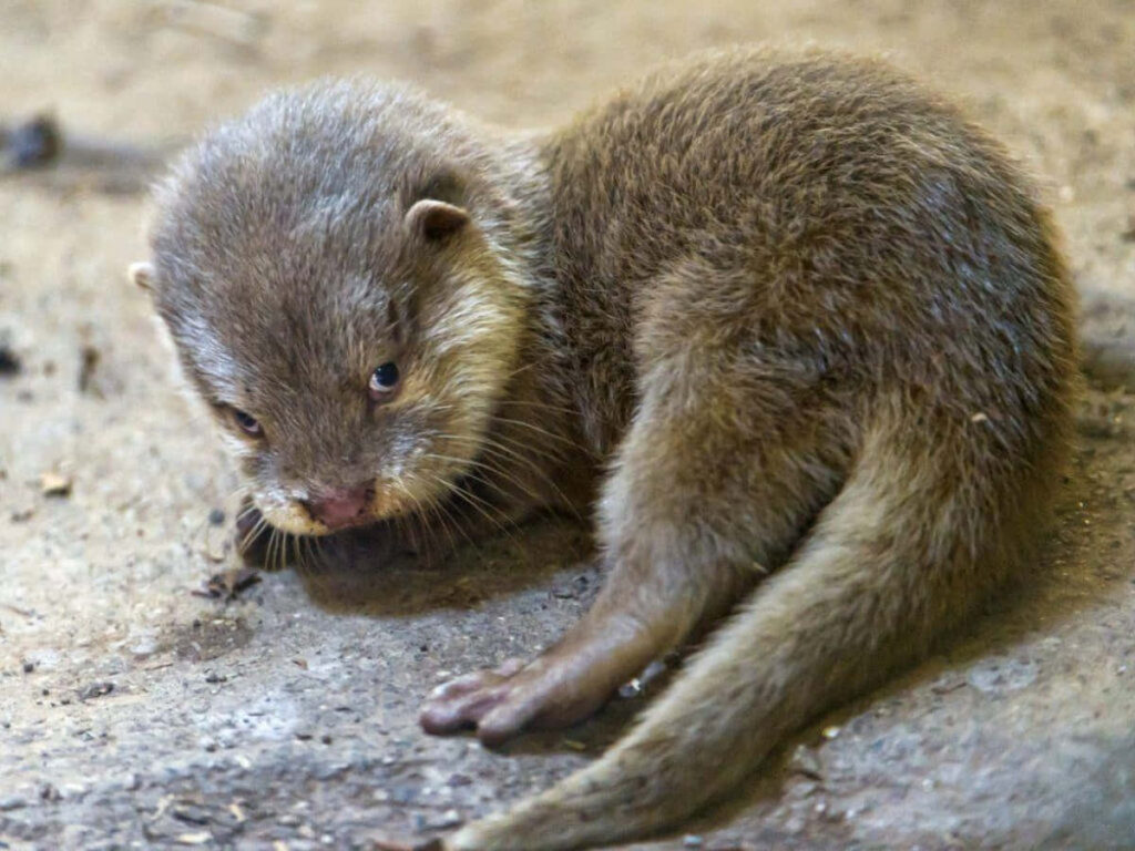 Adorable Otter Wallpaper: Cute, Fluffy & Relaxed Screen Background