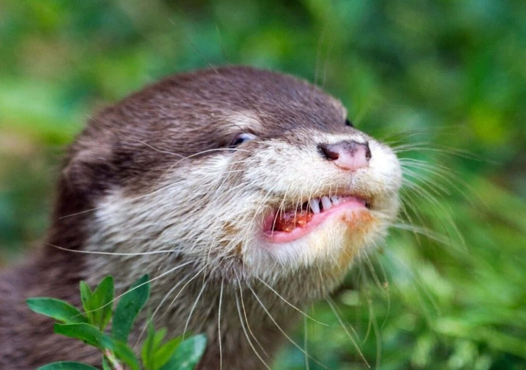 Playful Otter Wallpaper: Endearing Design Amidst Lush Greenery