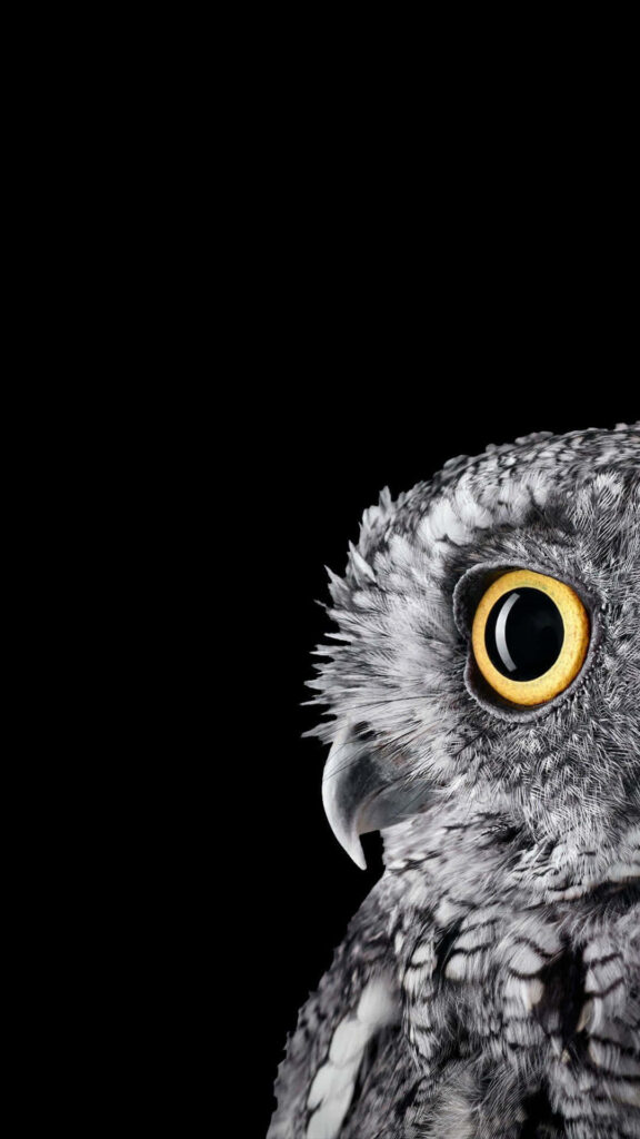 Whimsical Owl Wallpaper: Cute Owl on Tree Branch with Dark Background