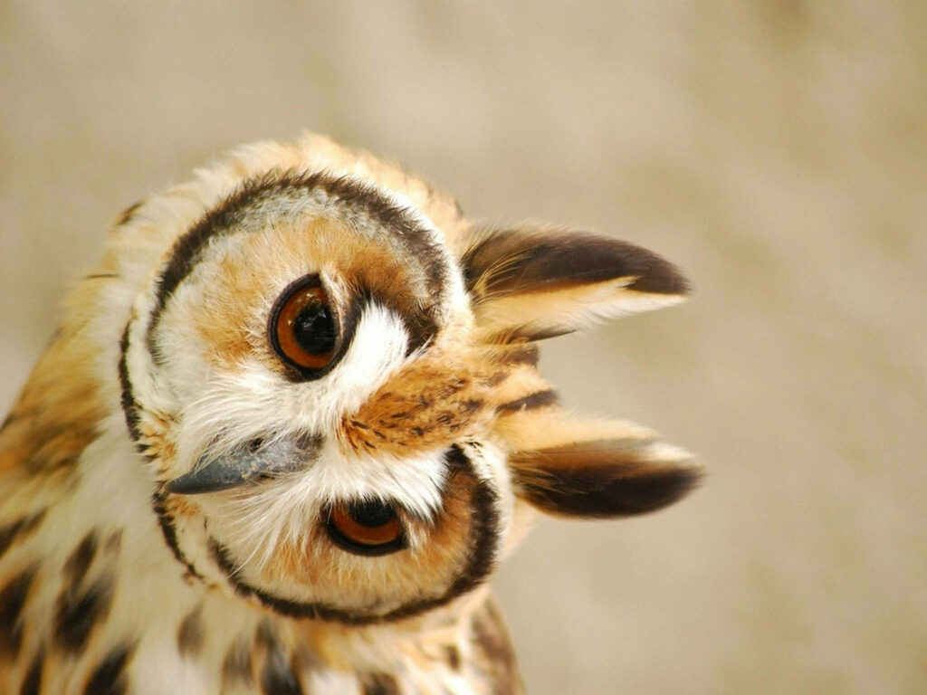 Charming Striped Owl Wallpaper with Expressive Eyes & Soft Background