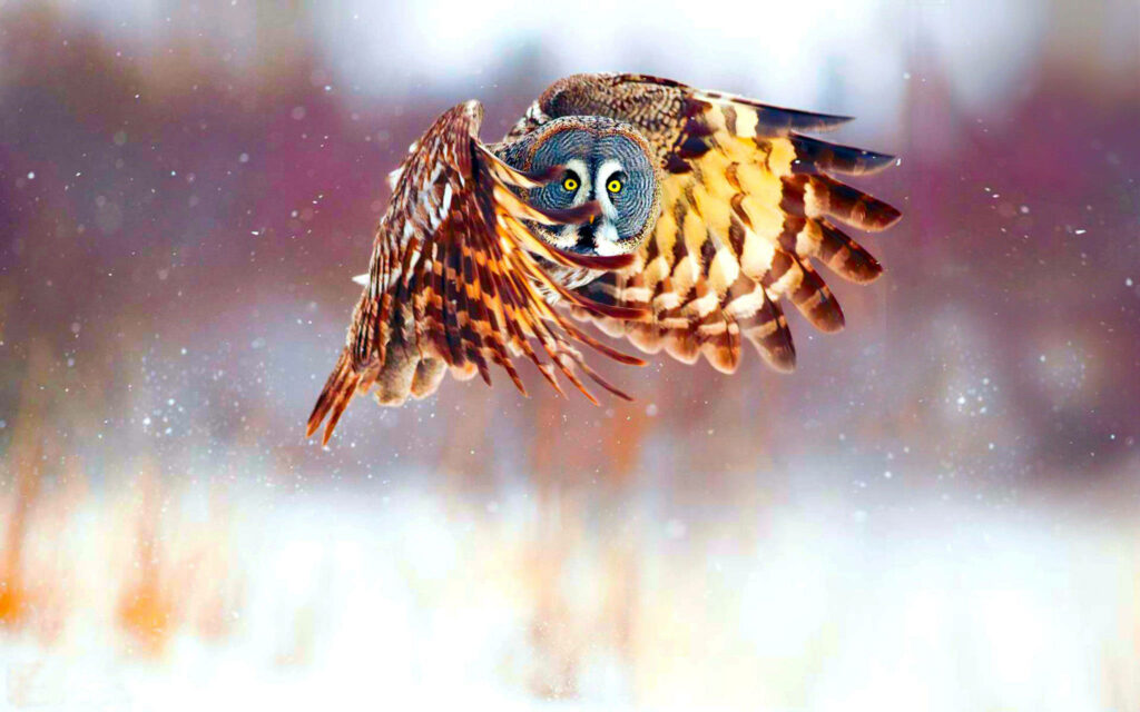 Stunning Owl in Flight: Elegant Snowy Background Wallpaper