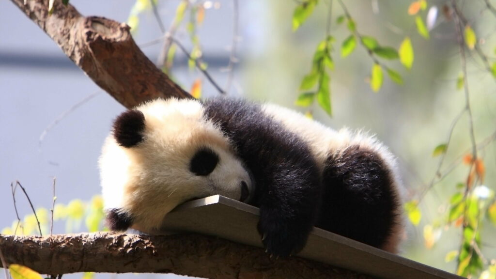 Sleepy Panda: Adorable Baby Bear Caught Napping in 4K Wallpaper