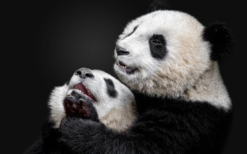 Bamboo Buddies: Adorable Panda Bear Cubs in Stunning HD Wallpaper Background