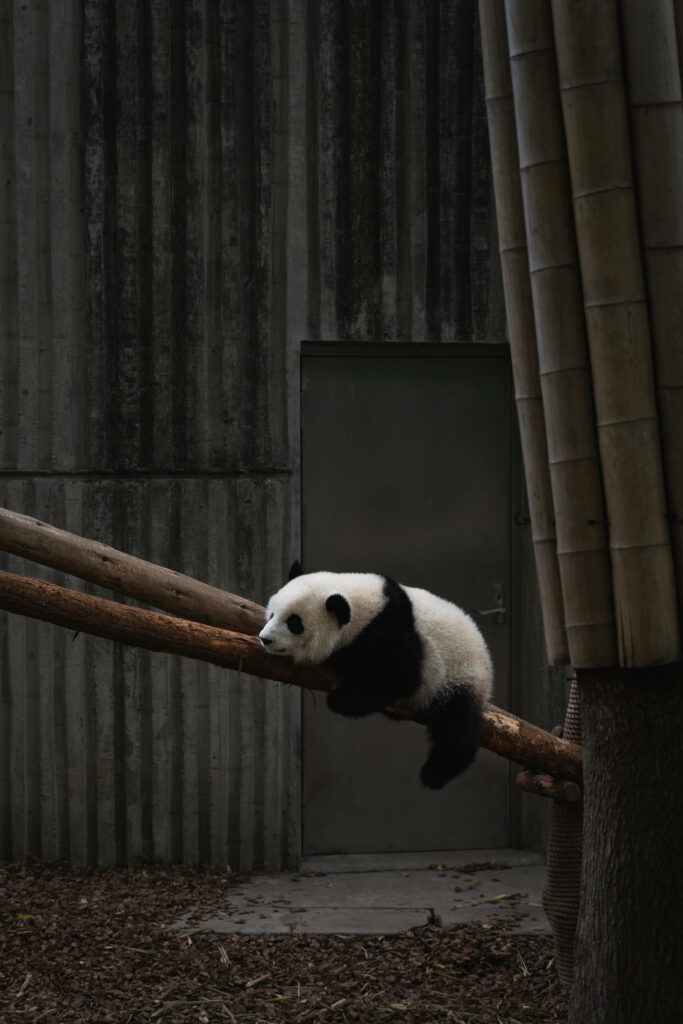 Cute Panda Bear Wallpaper: Serene Bamboo & Rustic Beams Background