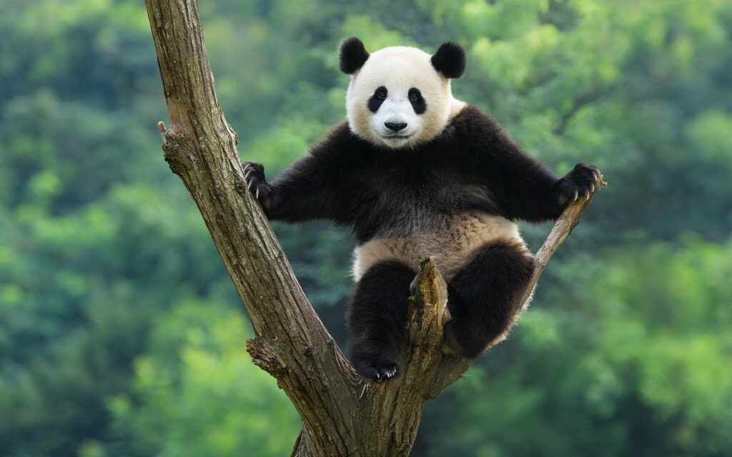 Bamboo's Playful Dwellers: Captivating Panda Bears of China in an Enchanting HD Wallpaper