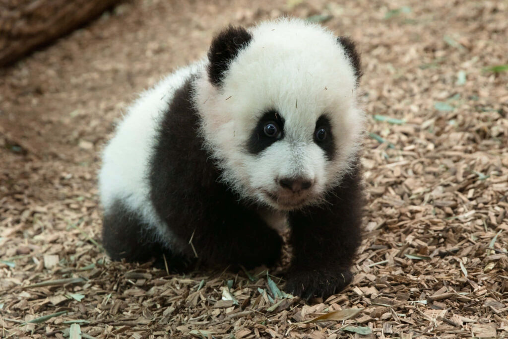Cute Panda Cub Exploring Wood Chips: Fluffy Black and White Fur Wallpaper