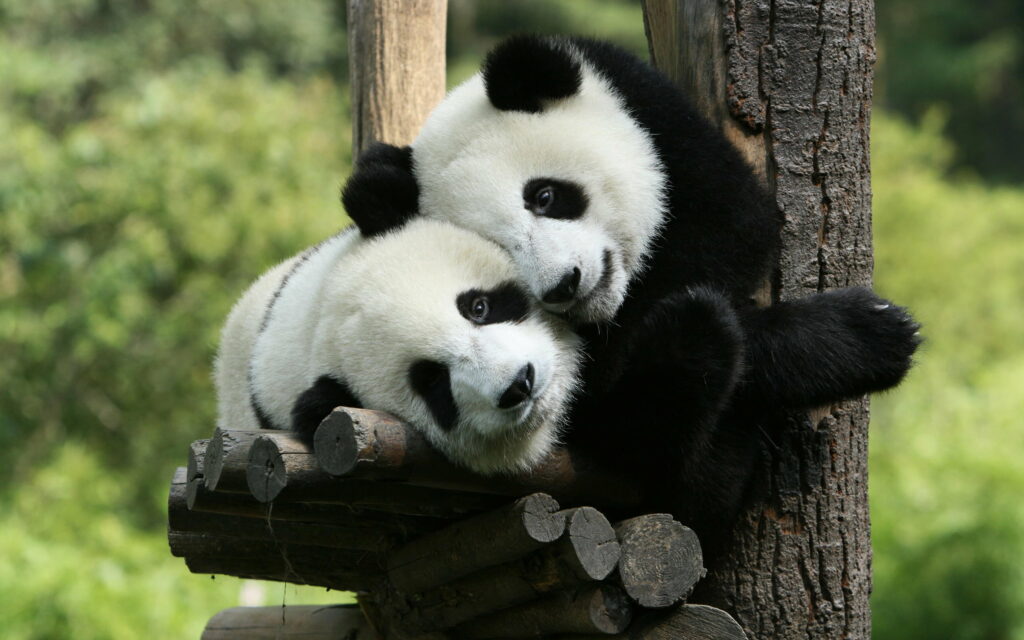 Panda Paradise: A Darling Duo Perched on a Majestic Tree Wallpaper