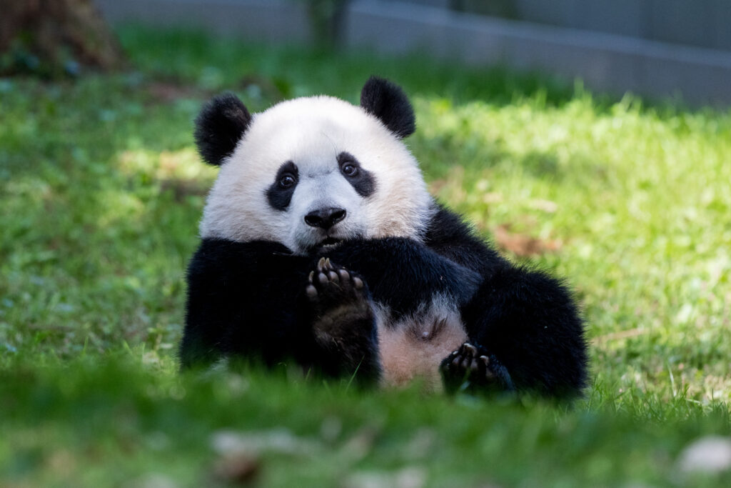 Cute Panda Relaxing on Lush Grass - Adorable Nature Wallpaper
