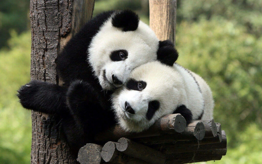 Cute Panda Laptop Wallpaper: Charm Your Screen with Nature’s Embrace