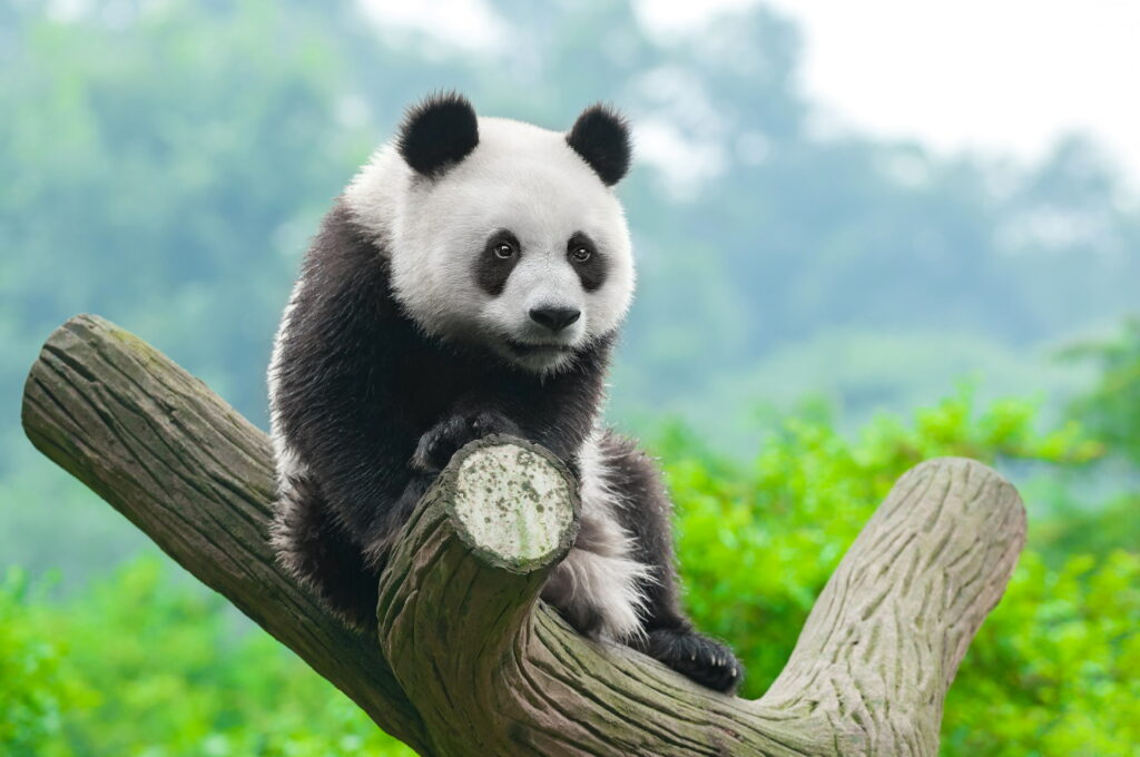 Adorable 4K Wallpaper Background Photo of a Playful Panda - A Cute Addition to Your Animal Themes Collection!