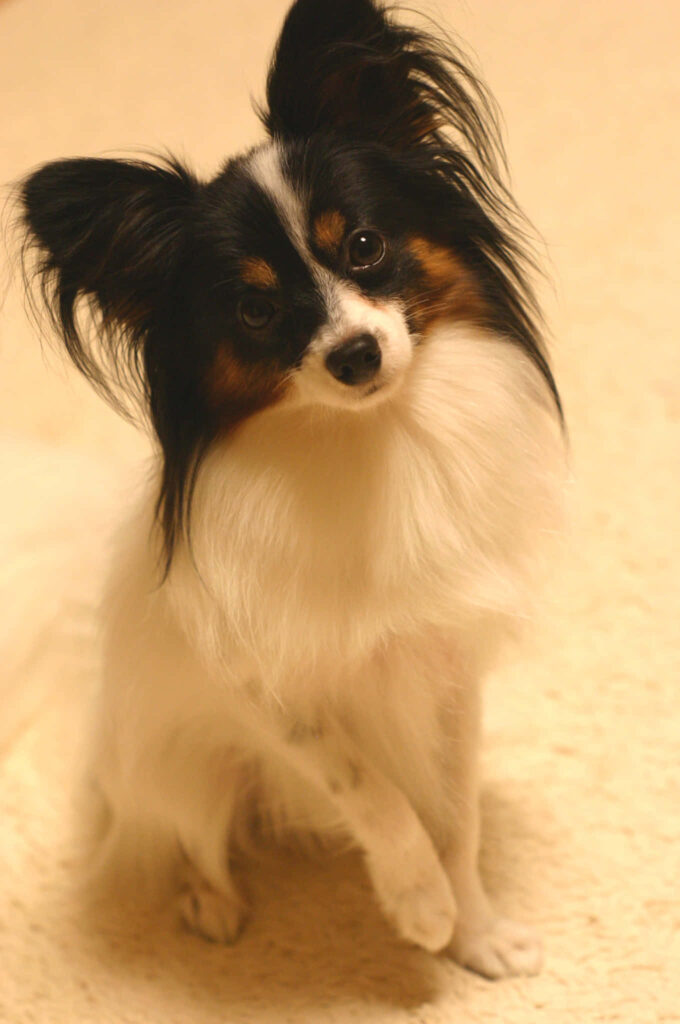 Cute Papillon Dog Wallpaper: Charming Ears & Flowing Coat