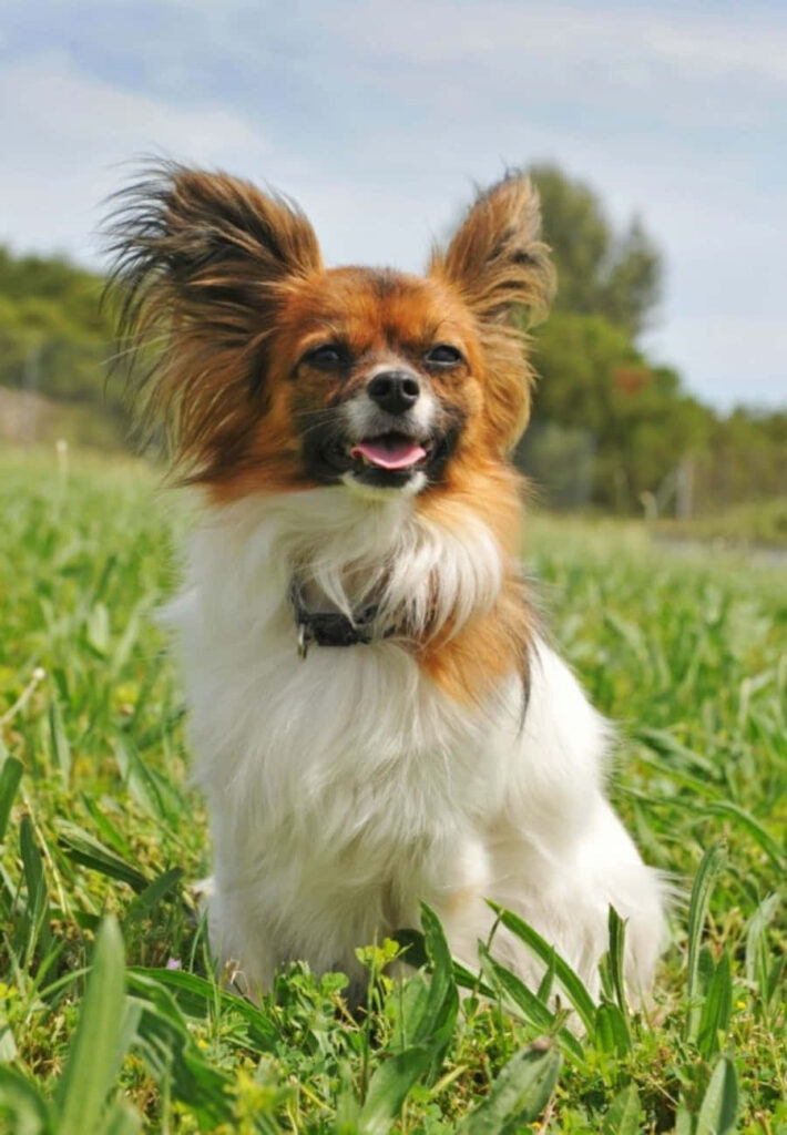 Charming Papillon on Lush Green Field - Fluffy Dog Wallpaper