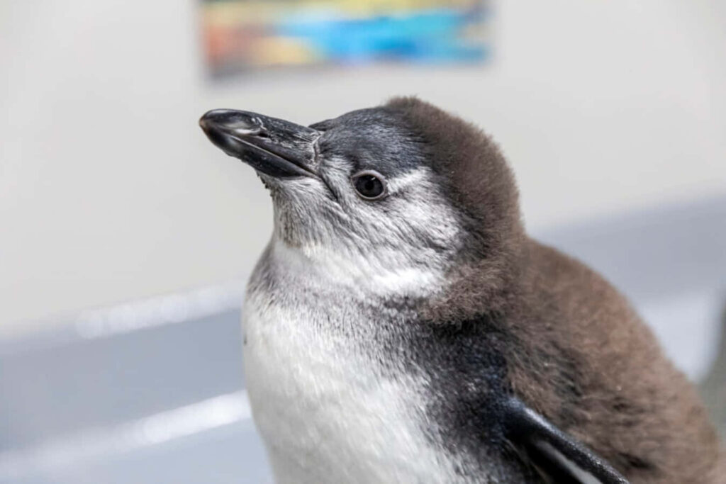 Cute Penguin on Zoo Table: Fluffy Feathers & Inquisitive Look Wallpaper