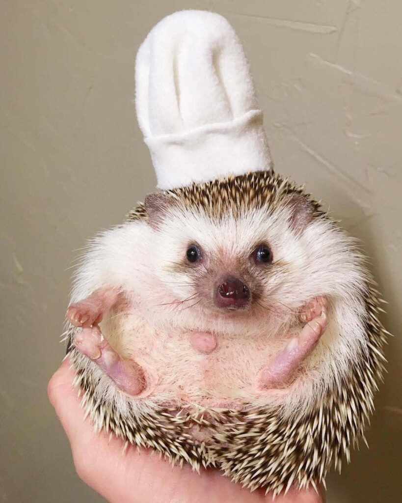 Cute Hedgehog in Chef Hat: Adorable Mini Master Chef in Action Wallpaper
