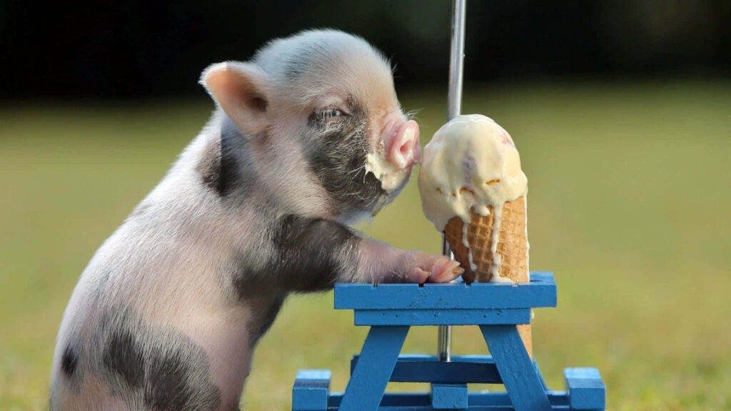 Charming Piglet Enjoying Ice Cream on Blue Picnic Table Wallpaper