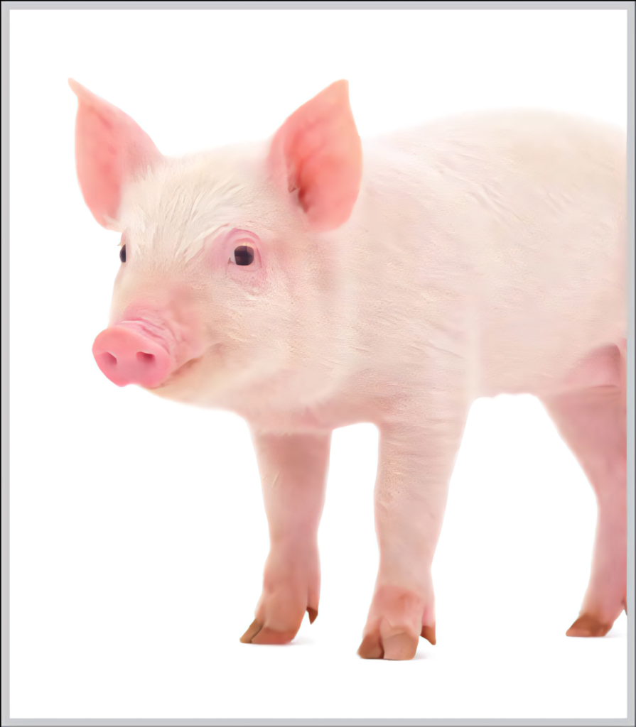 Cute Piglet Wallpaper: Adorable Pink Ears on Clean White Background