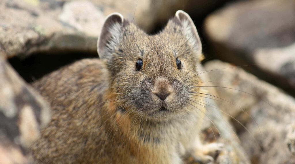 “Curious Pika Among Rocks: Cute Nature Wallpaper for Enthusiasts”