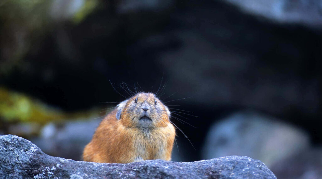 Cute Pika Peeking from Rocks - Charming Nature Wallpaper Background