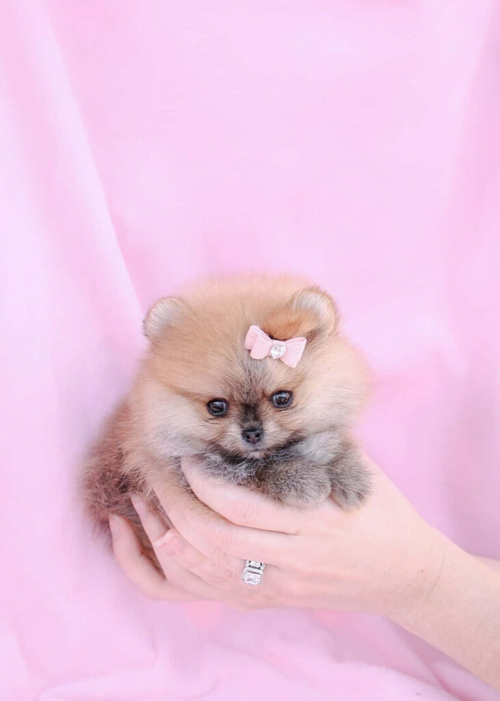 Cute Pomeranian Puppy with Pink Ribbon - Soft Pink Wallpaper