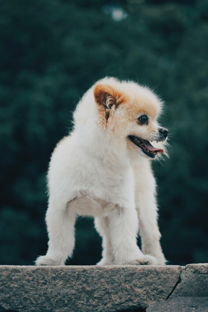 Adorable Pomeranian Spitz on Stone with Lush Green Wallpaper Background