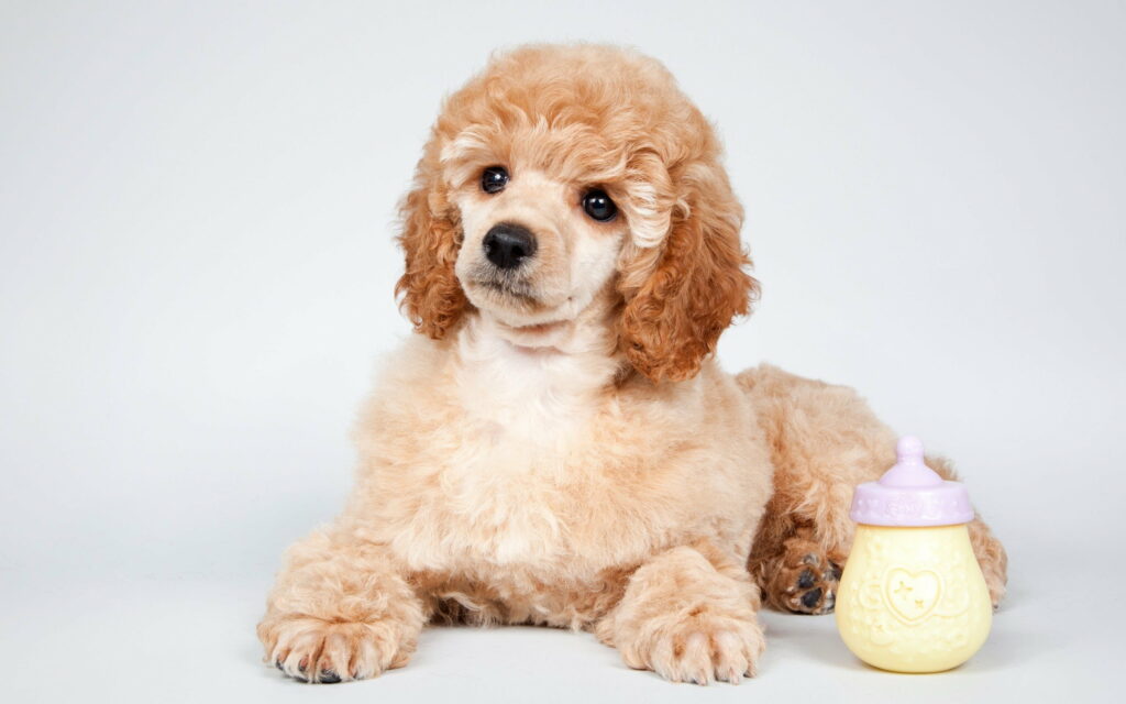 Majestic Poodle: A Cute Schenya Puppy in QHD Wallpaper