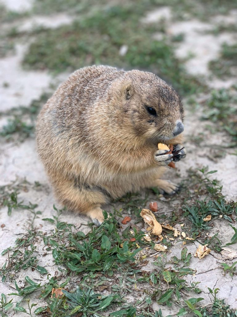 Cute prairie dog nibbling peanut on sandy ground with green plants high-resolution wildlife wallpaper