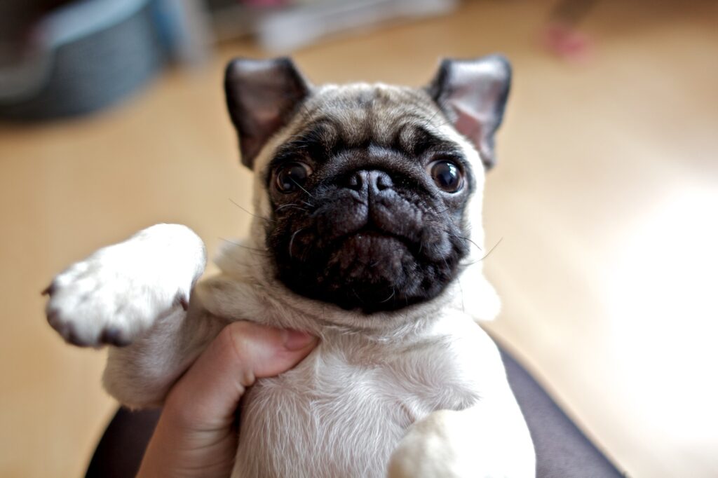 Adorable Close-Up of a Playful Pug with Expressive Eyes Wallpaper