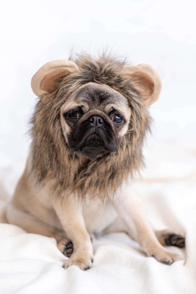 Cute Pug in Lion Costume Wallpaper: Playful and Humorous Background
