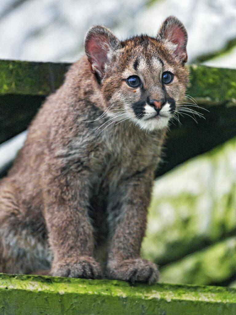 Adorable Puma Cub in Lush Greenery - High-Resolution Wallpaper