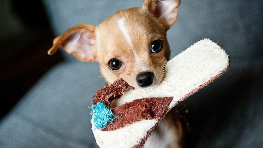 Adorable Puppy Playfully Biting Slipper on Sofa: Mischief Unleashed! Wallpaper