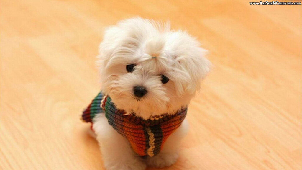 Enchanting Little Superhero: Adorable White Puppy in a Cape - Cute Puppy Background Wallpaper