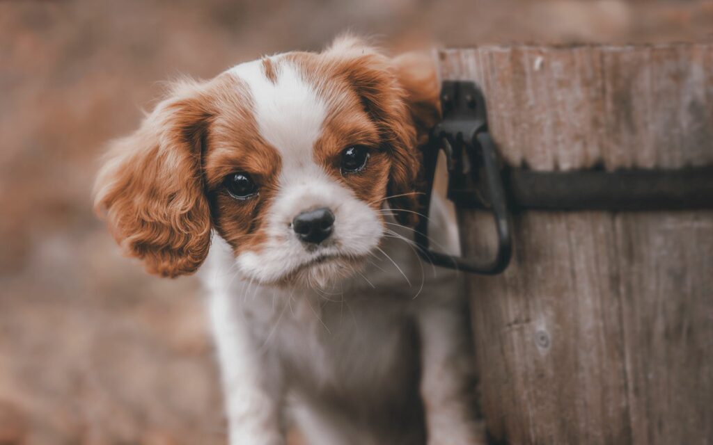 Cute Puppy Peeking from Wooden Bucket – Heartwarming 1920x1200 Wallpaper