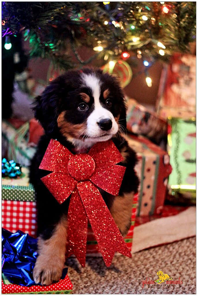 Adorable Puppy with Red Bow Under Christmas Tree & Festive Decor Wallpaper
