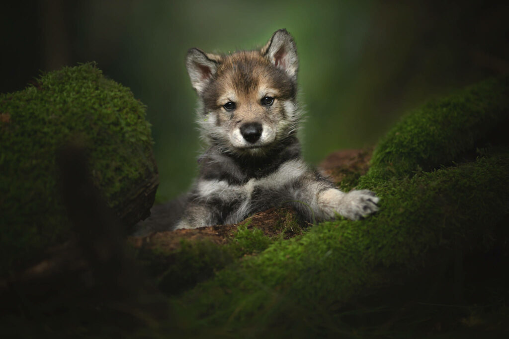 Enchanting Snapshot of a Adorable Puppy Nestled in the Verdant Wilderness Wallpaper
