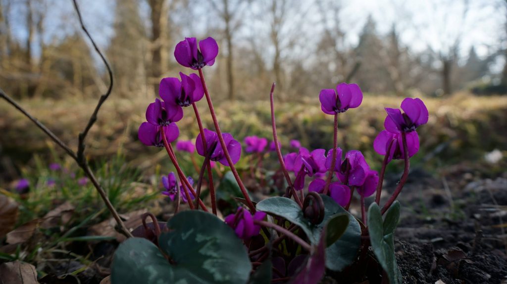 Close up of vibrant magenta Cyclamen flowers against blurred forest background spring wallpaper