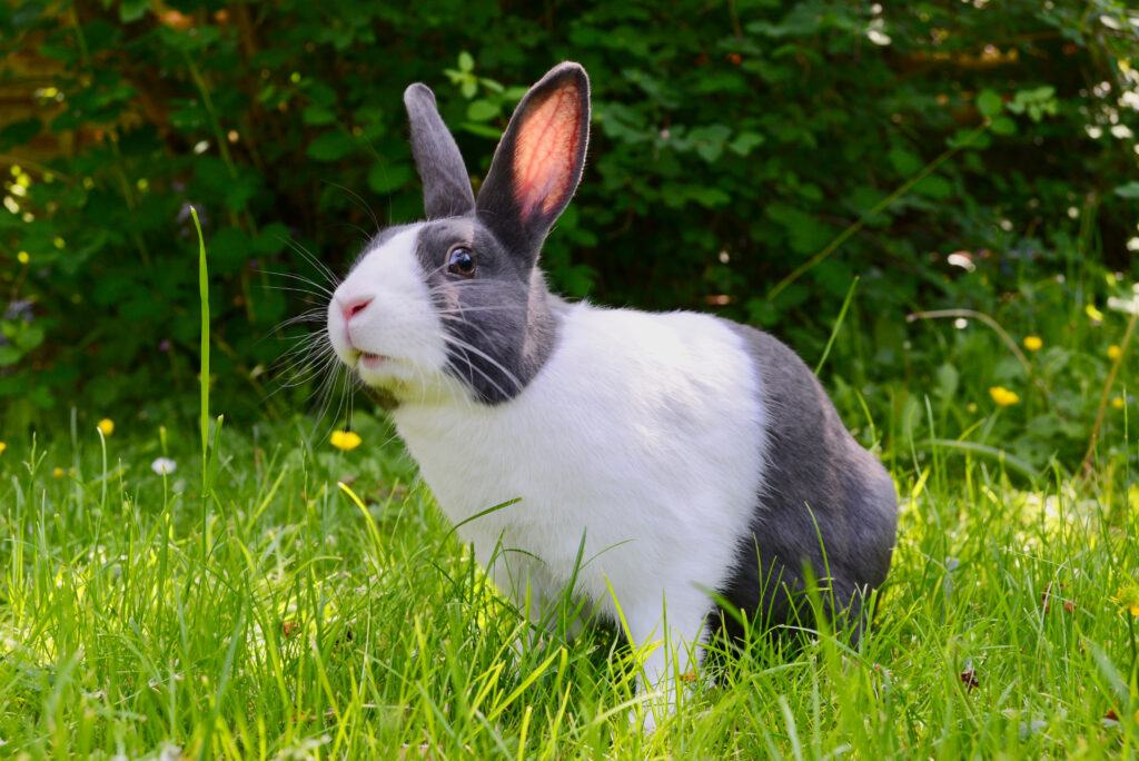 Charming Rabbit Exploring Lush Garden - Serene Background Wallpaper