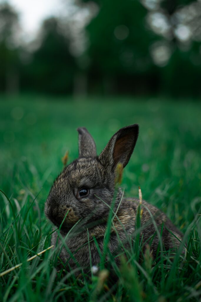 Cute Rabbit in Green Grass: Serene Nature Wallpaper Background