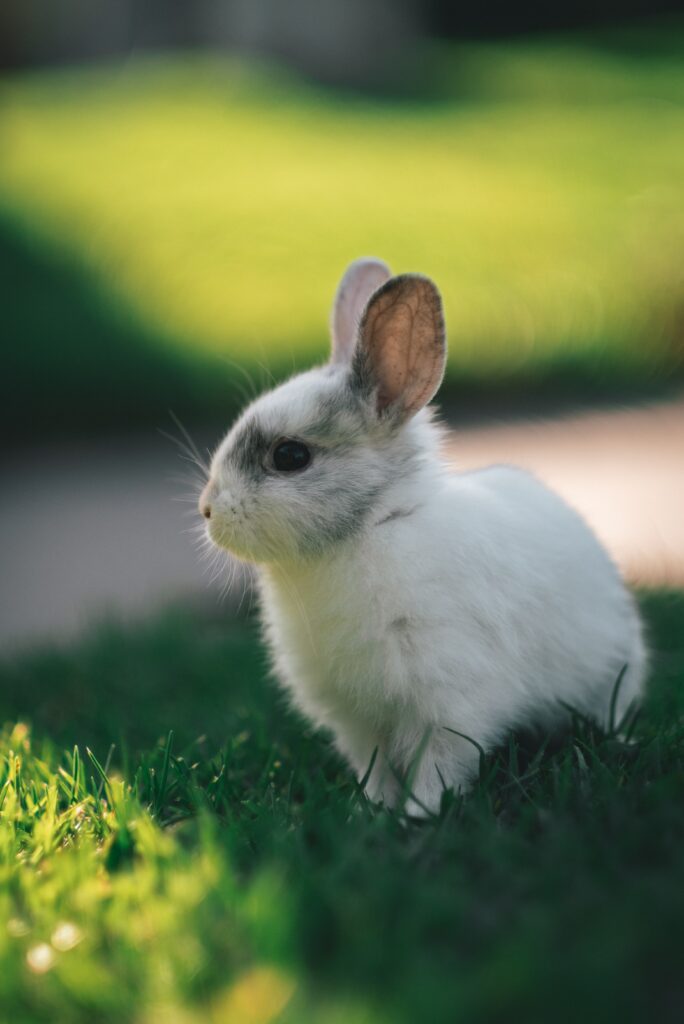 Charming Rabbit Wallpaper in Profile on Vibrant Green Background