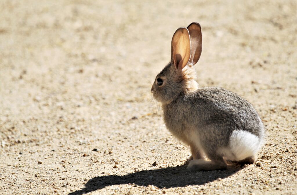 Adorable Rabbit on Sandy Surface - Cute Wallpaper Background