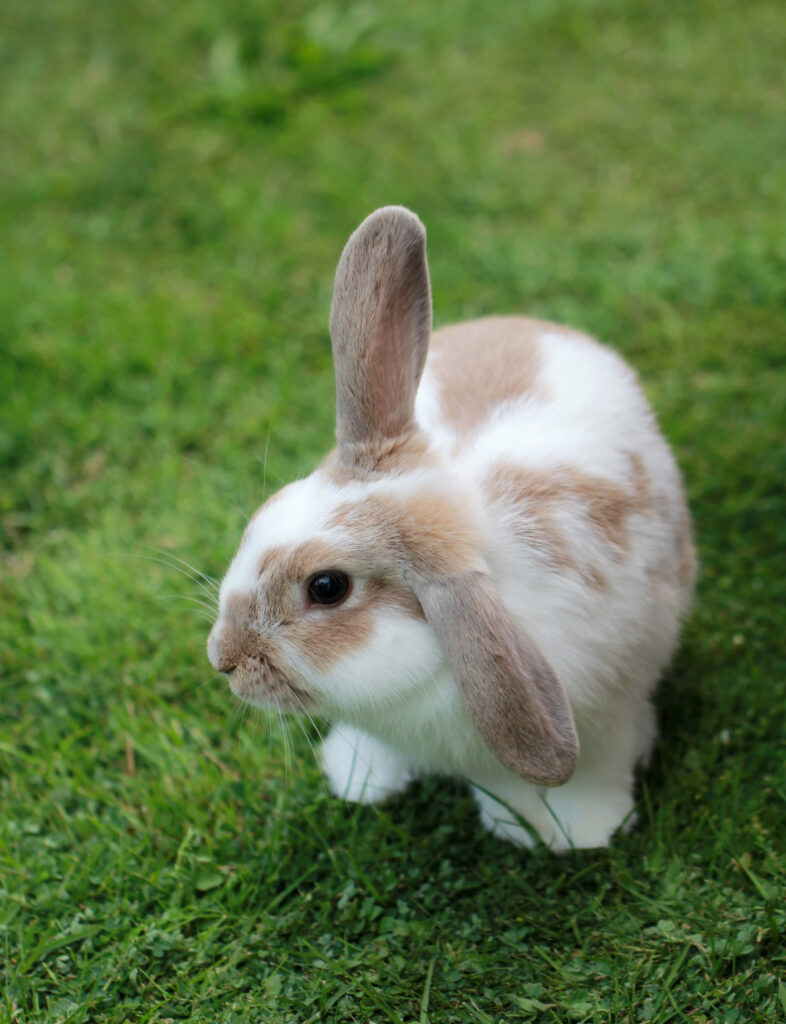 Adorable Rabbit on Lush Lawn: Soft Fur & Gentle Expression Wallpaper