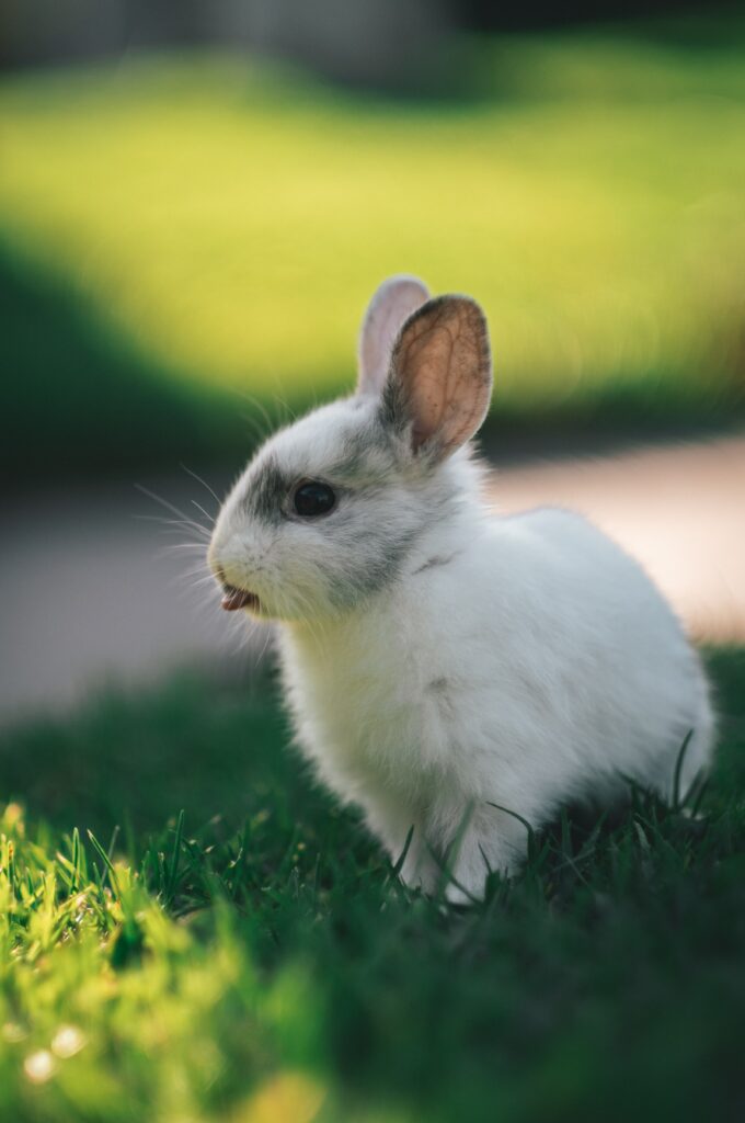 Playful Rabbit on Lush Grass: High-Resolution Nature Wallpaper