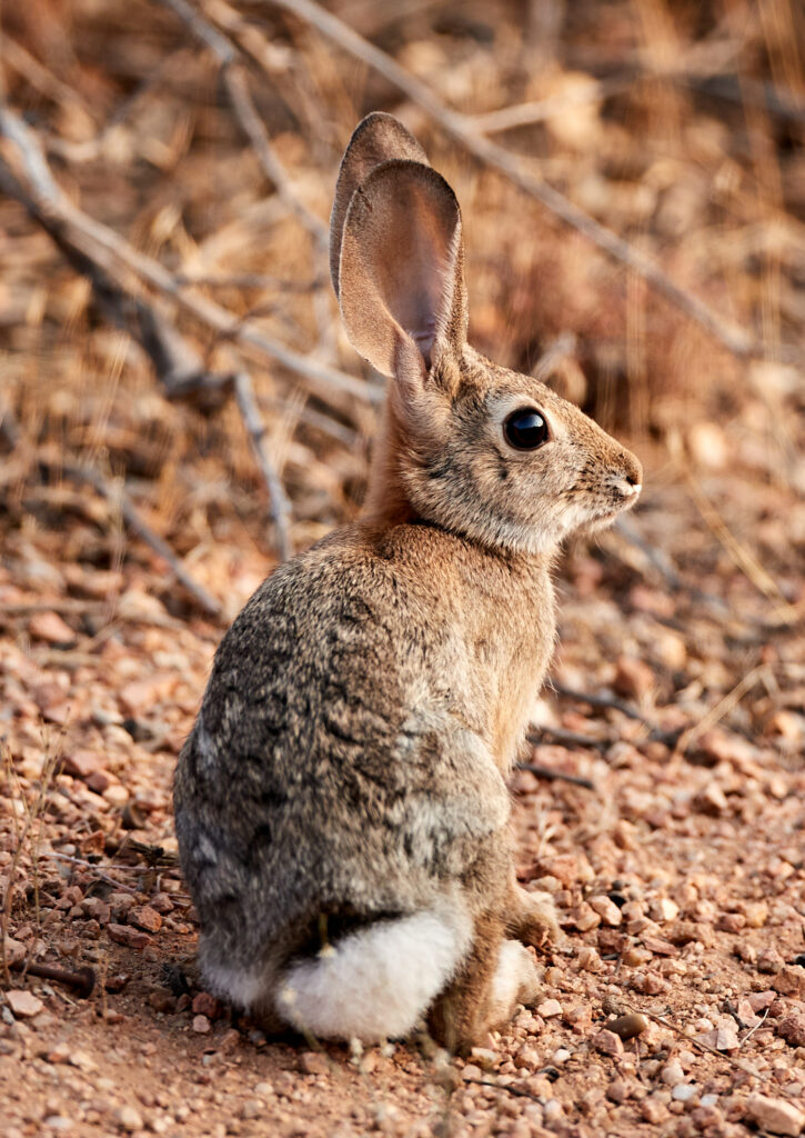 Cute Rabbit Wallpaper: Soft Fur & Long Ears on a Natural Background