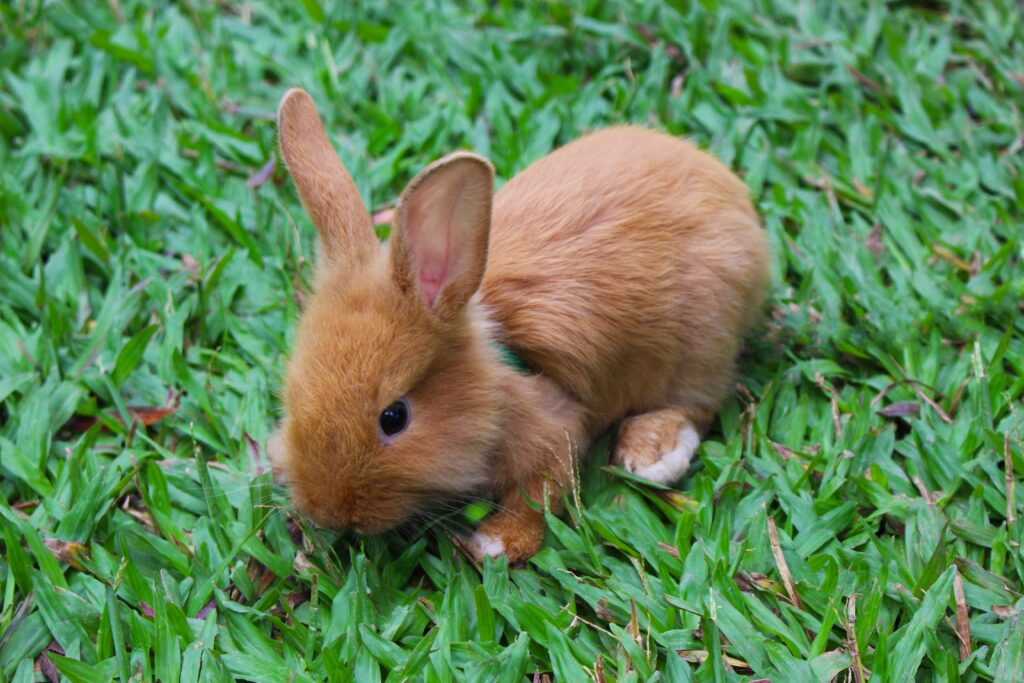 Cute Rabbit on Lush Green Grass - Charming Wallpaper Background