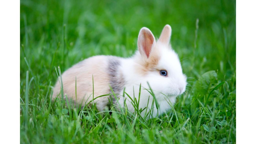 Cute white tan rabbit with blue eyes sitting in green grass serene nature wallpaper background