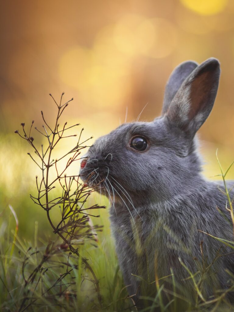Cute Rabbit in Grass: Charming Wildlife Wallpaper for Your Screen