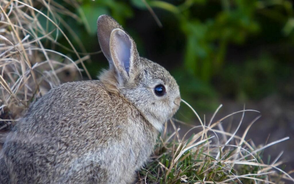 Cute Rabbit in Grass: Serene 1920x1200 Nature Wallpaper