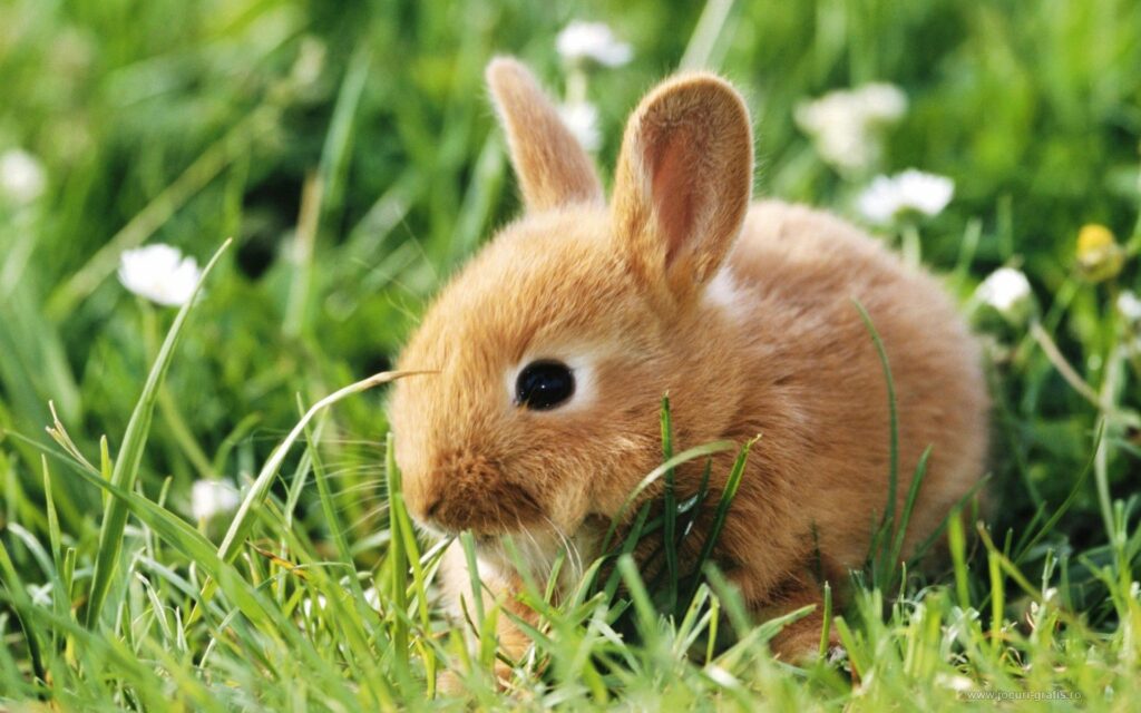 Charming Rabbit in Lush Green Grass - Serene Nature Wallpaper