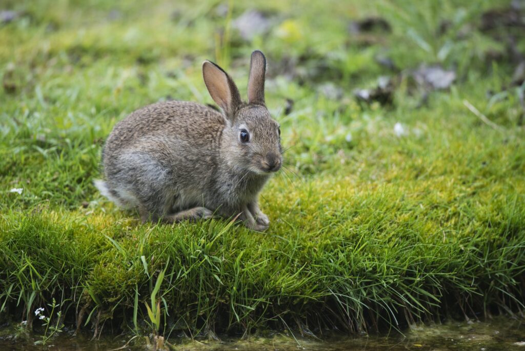 Charming Rabbit in Lush Green Grass - Serene Background Wallpaper